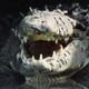 Image for article titled When did we first get the idea of alligators in the sewers?